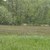 Streuwiese Bucher Moor