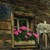 Ausschnitt eines alten Holzhauses mit Blumen an den Fenstern