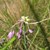 Gekielter Lauch (Allium carinatum) am Rand einer Wiese