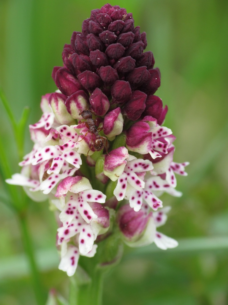 Brand-Knabenkraut (Orchis ustulata)
(c) J. Kiefer