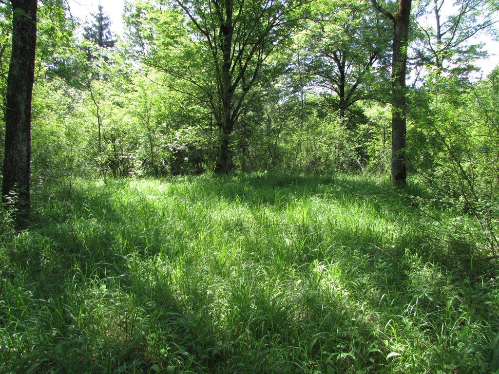 Waldbestand auf kiesigem Boden der Alzaue mit kleinflächig eingestreuten Offenlandbereichen. (Pachtfläche Grasset) (c) J. Kiefer.jpg