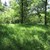 Waldbestand auf überwuchertem Grasboden