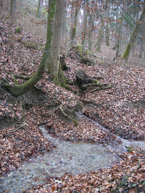 Quelle entspringt inmitten eines laubbedeckten Waldbodens