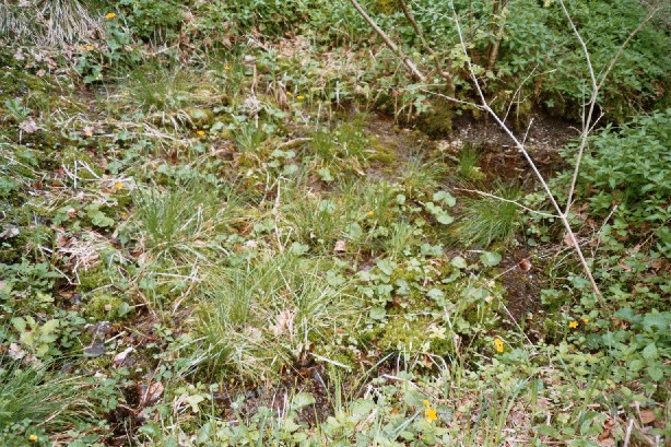 Sumpfiger, mit Moos und Gräsern bewachsener Waldboden