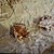 ein Grasfrosch und eine Erdkröte sitzen auf schlammigen Untergrund