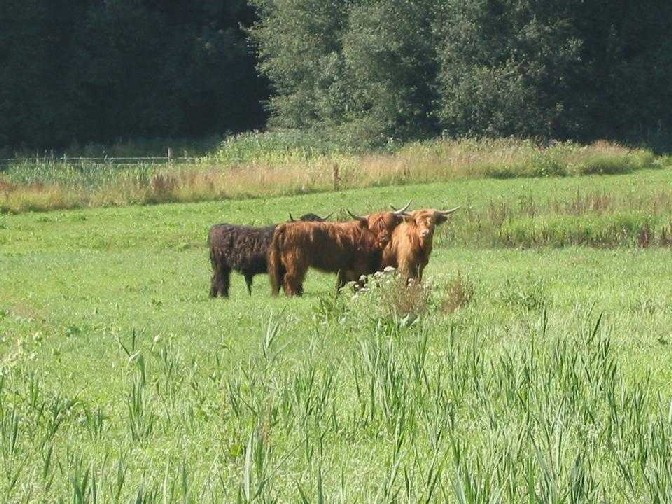 Rinder weiden auf einer eingezäunten Wiese am Waldesrand