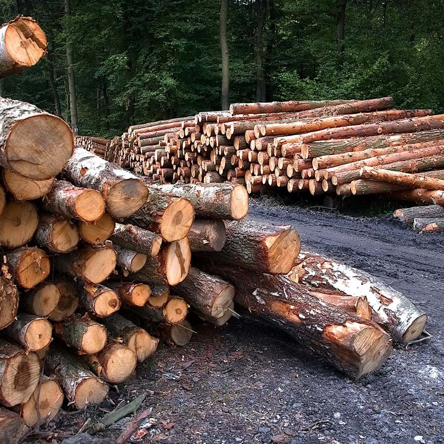 zwei Holzstapel an einer Forststraße, in einem Waldgebiet