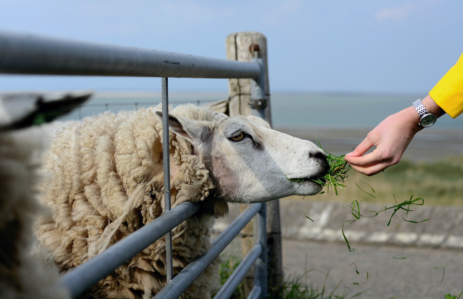 Schaf im Gehege wird mit Gras gefüttert