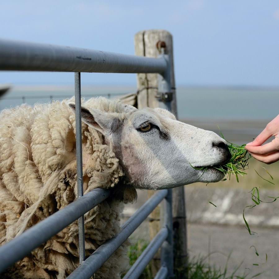 Schaf im Gehege wird mit Gras gefüttert